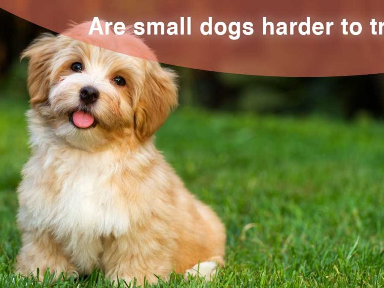 Les petits chiens sont-ils plus difficiles à dresser que les grands ? - img