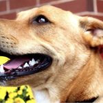 Comment aider un tout-petit et un chien à s&rsquo;entendre