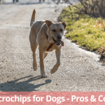 Comment empêcher votre chien d&rsquo;aller sur les meubles
