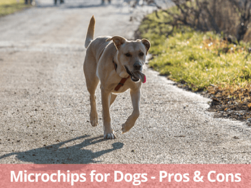 Les puces électroniques pour chiens : avantages et inconvénients - img