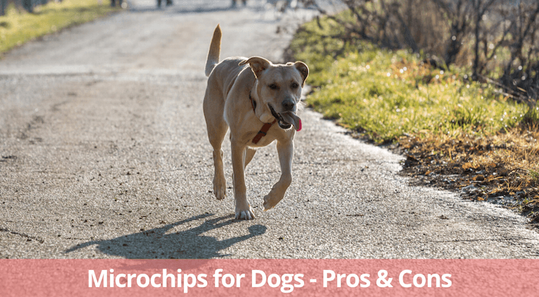 Les puces électroniques pour chiens : avantages et inconvénients - img