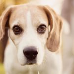 Comment aider un tout-petit et un chien à s&rsquo;entendre