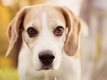 Nourriture crue pour chiens âgés - Nos conseils ! - img
