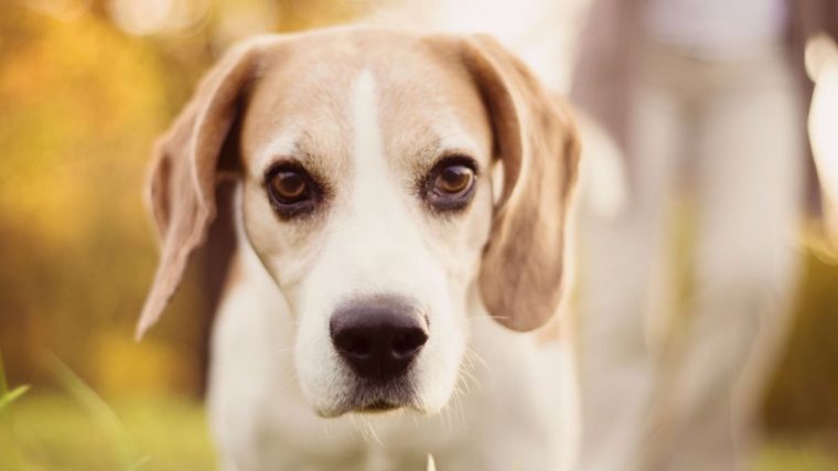 Nourriture crue pour chiens âgés - Nos conseils ! - img