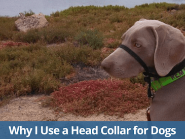 Pourquoi j'utilise un collier de tête pour chiens - Halti ou Gentle Leader - img