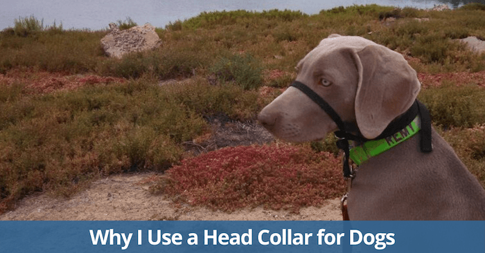 Pourquoi j'utilise un collier de tête pour chiens - Halti ou Gentle Leader - img