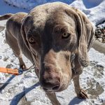 Le cancer l’emporte sur l&rsquo;alimentation crue pour chiens