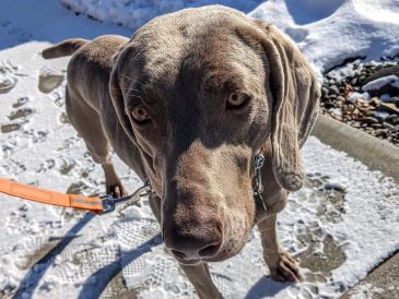 Quand le chien que vous adoptez ne convient pas - img