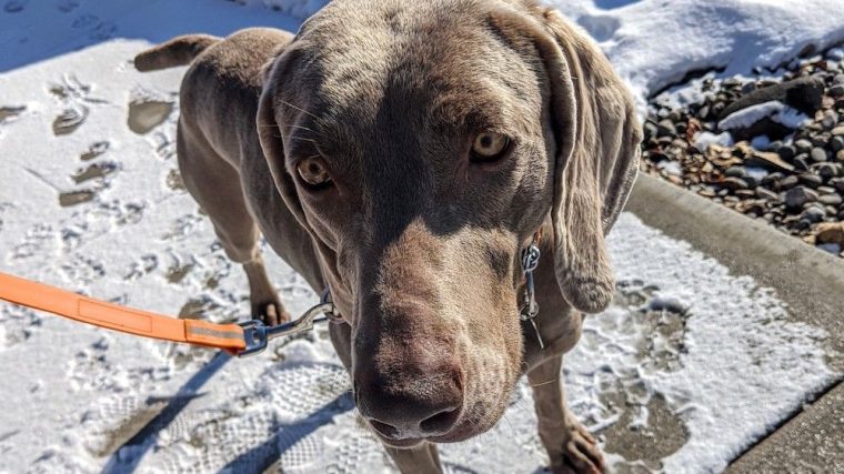 Quand le chien que vous adoptez ne convient pas - img