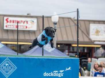 Qu'est-ce que le Dog Dock Diving ? - img