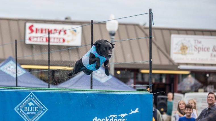 Qu'est-ce que le Dog Dock Diving ? - img