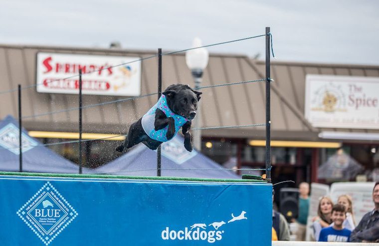 Qu'est-ce que le Dog Dock Diving ? - img