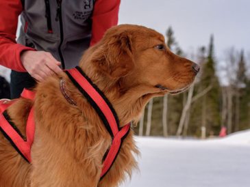 Qu'est-ce que le skijoring ? - img
