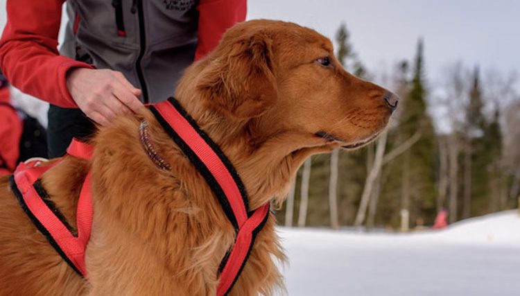 Qu'est-ce que le skijoring ? - img