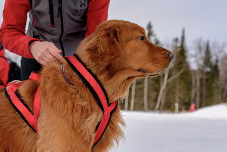 Qu'est-ce que le skijoring ? - img