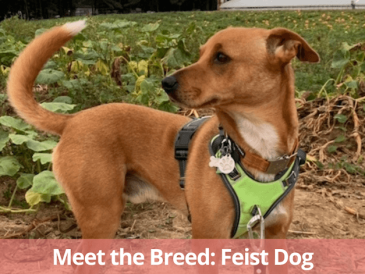 Qu'est-ce qu'un chien de chasse ? - img