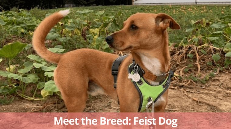 Qu'est-ce qu'un chien de chasse ? - img