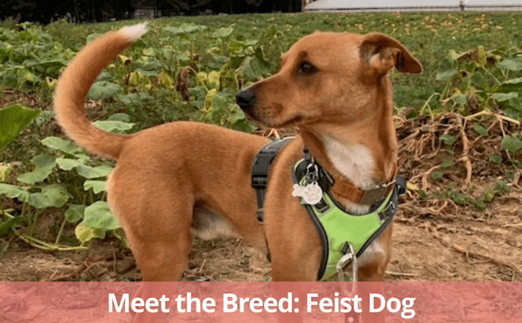 Qu'est-ce qu'un chien de chasse ? - img