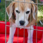 À quelle fréquence dois-je emmener mon chien chez le vétérinaire ?