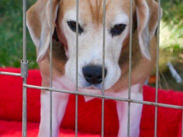34 Questions d'entretien pour l'adoption d'un chien - img