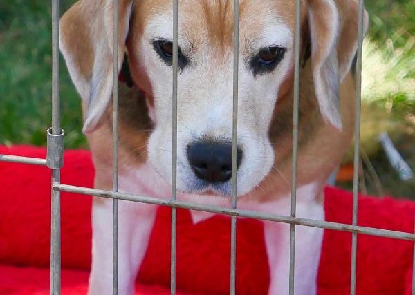 34 Questions d'entretien pour l'adoption d'un chien - img