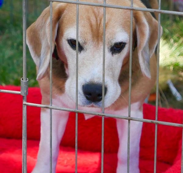 34 Questions d'entretien pour l'adoption d'un chien - img