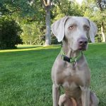 Avez-vous déjà choisi la mauvaise race de chien ?