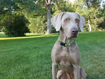 Comment empêcher mon chien de chasser les écureuils ? - img