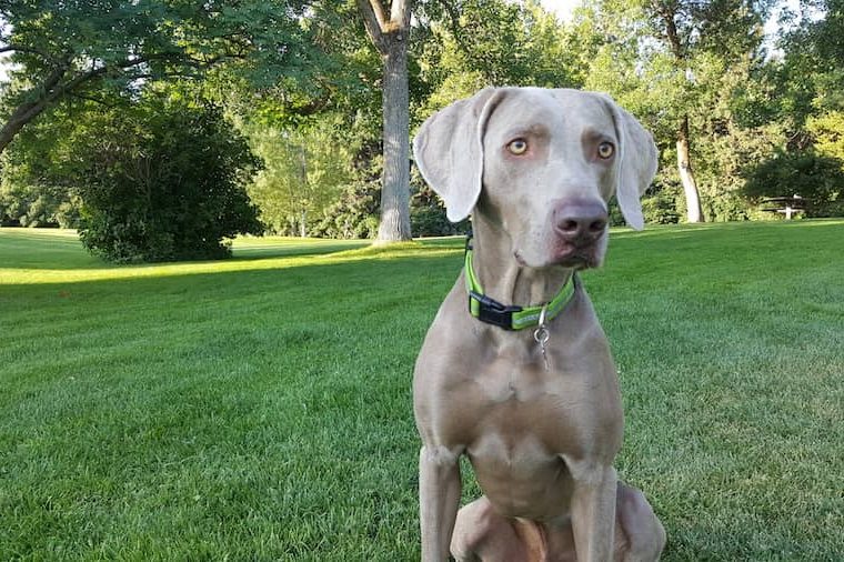 Comment empêcher mon chien de chasser les écureuils ? - img