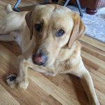 Ce que je ferai différemment avec notre prochain chien