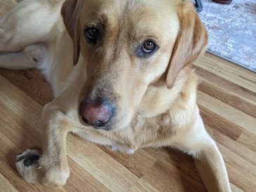 Faut-il enlever les griffes du chien ? - img