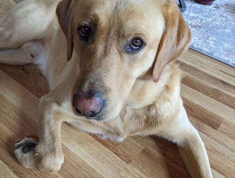 Faut-il enlever les griffes du chien ? - img