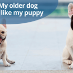 De combien d&rsquo;exercice un Weimaraner a-t-il besoin ?