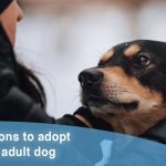 Comment empêcher votre chien de courir après les chats ?