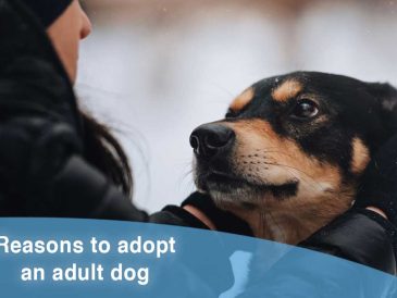 10 bonnes raisons d'adopter un chien adulte - img