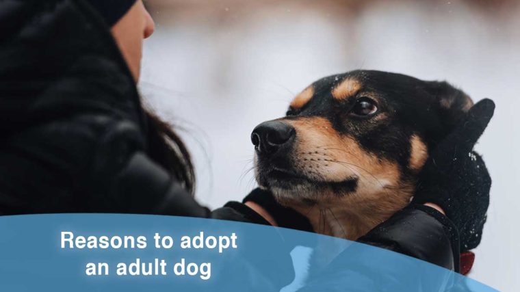 10 bonnes raisons d'adopter un chien adulte - img