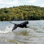 Darwin&rsquo;s Venison Jerky Treats pour chiens – Viande de venaison pour chiens