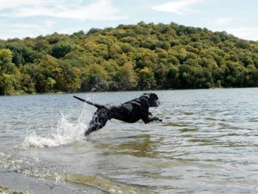 10 choses à faire avec votre chien cet été - img