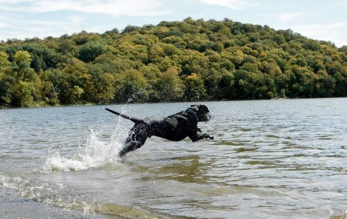 10 choses à faire avec votre chien cet été - img