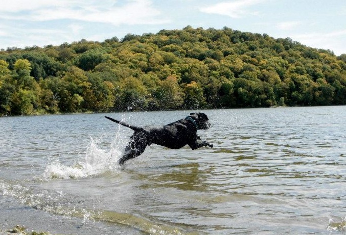 10 choses à faire avec votre chien cet été - img
