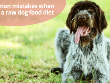 10 erreurs courantes lorsque vous nourrissez votre chien avec une alimentation crue - img