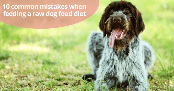 10 erreurs courantes lorsque vous nourrissez votre chien avec une alimentation crue - img