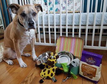 5 conseils pour prendre soin de votre chien lorsque vous attendez un bébé - img