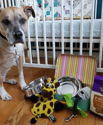 5 conseils pour prendre soin de votre chien lorsque vous attendez un bébé - img
