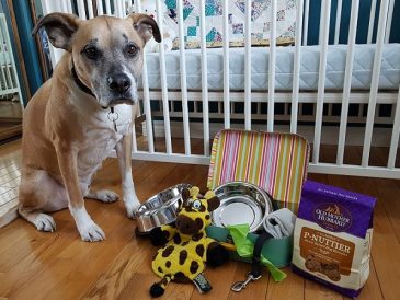 5 conseils pour prendre soin de votre chien lorsque vous attendez un bébé - img