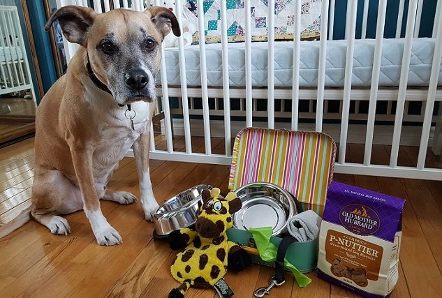 5 conseils pour prendre soin de votre chien lorsque vous attendez un bébé - img