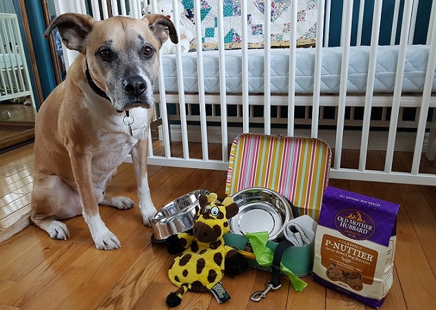 5 conseils pour prendre soin de votre chien lorsque vous attendez un bébé - img