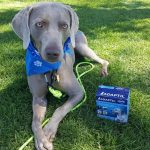 Comment empêcher votre chien de voler les jouets de bébé