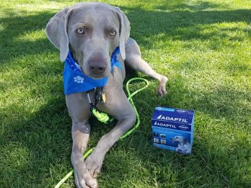 ADAPTIL® - Phéromones d'apaisement pour réduire l'anxiété du chien - img