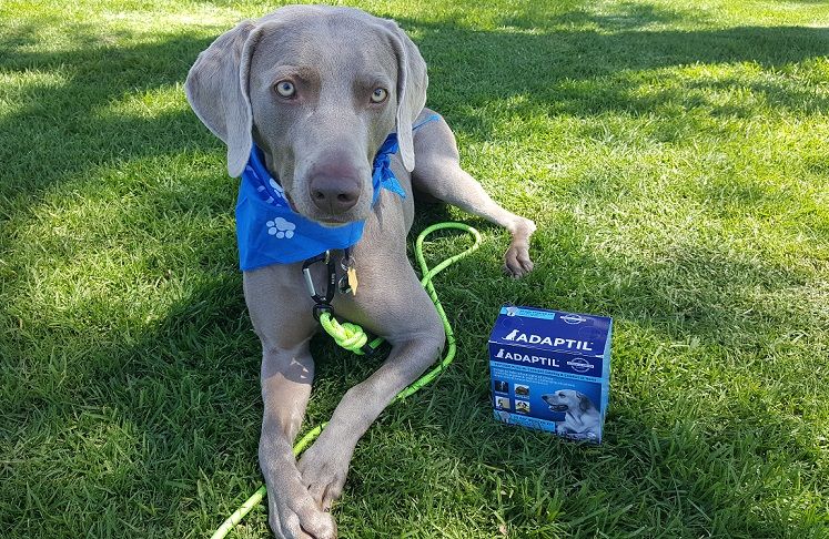 ADAPTIL® - Phéromones d'apaisement pour réduire l'anxiété du chien - img